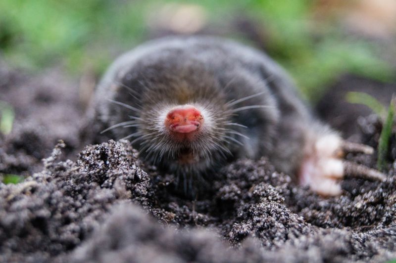 Cost of Mole Extermination — Cost of Mole Extermination