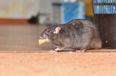 Health Risks Associated With Rodents In Residential And Commercial Spaces