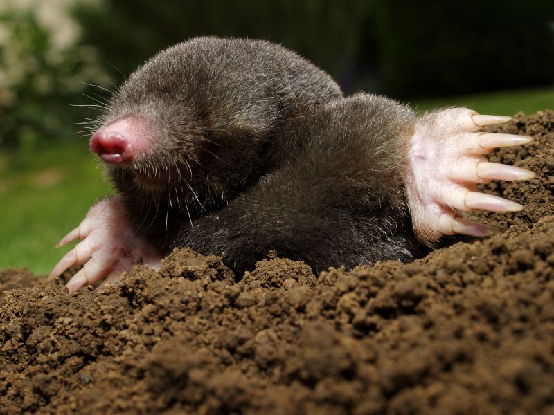 How Underground Mole Tunnels Damage Lawns And Irrigation Systems