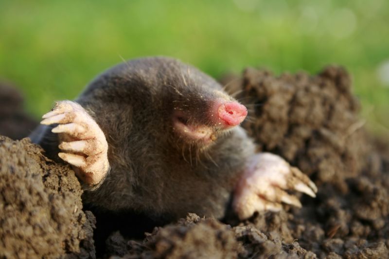Mole Extermination