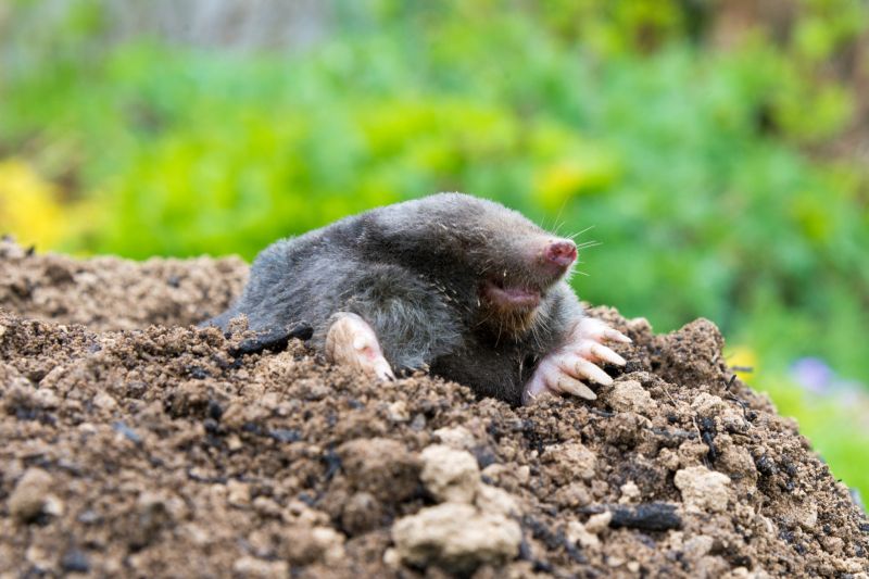 Mole Tunnels