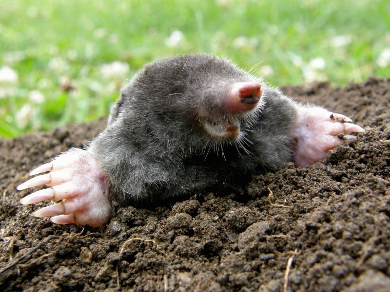Moles In Your Yard: How Tunneling Damages Landscapes And Lawns