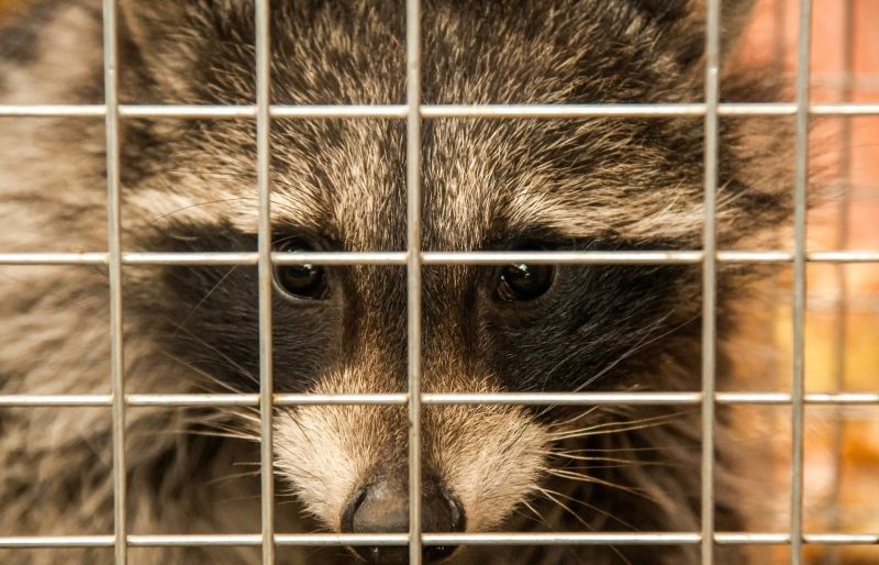 Wildlife Removal Vs. Pest Control: Understanding The Difference