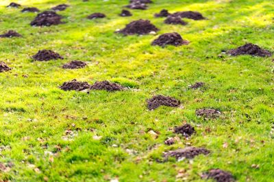 Prevent Mole Hills!