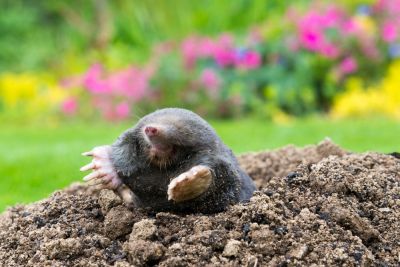 Remove Moles from Your Yard!
